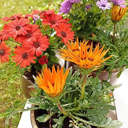 Big Blue - 2 Osobowy *