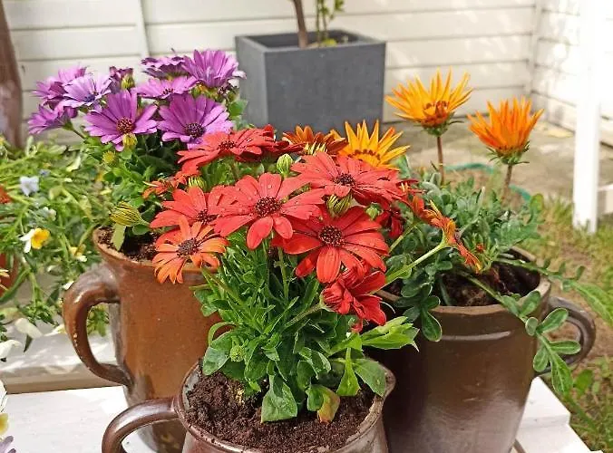 Big Blue - 2 Osobowy * Władysławowo